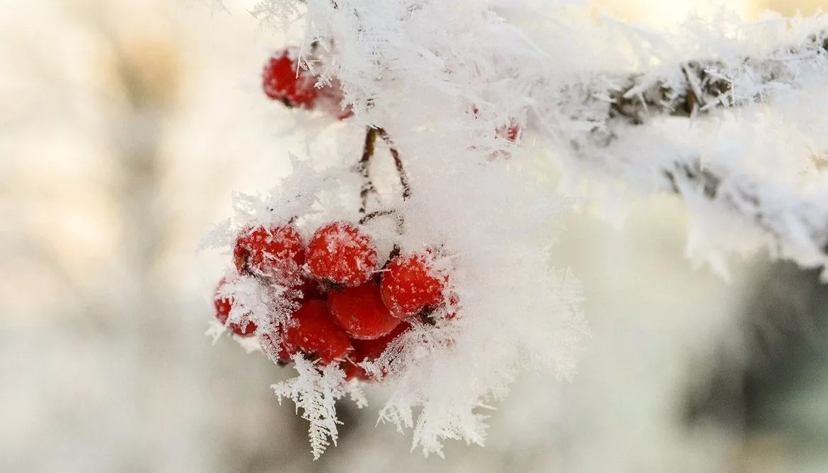 Теплую неделю с осадками прогнозируют в ВКО