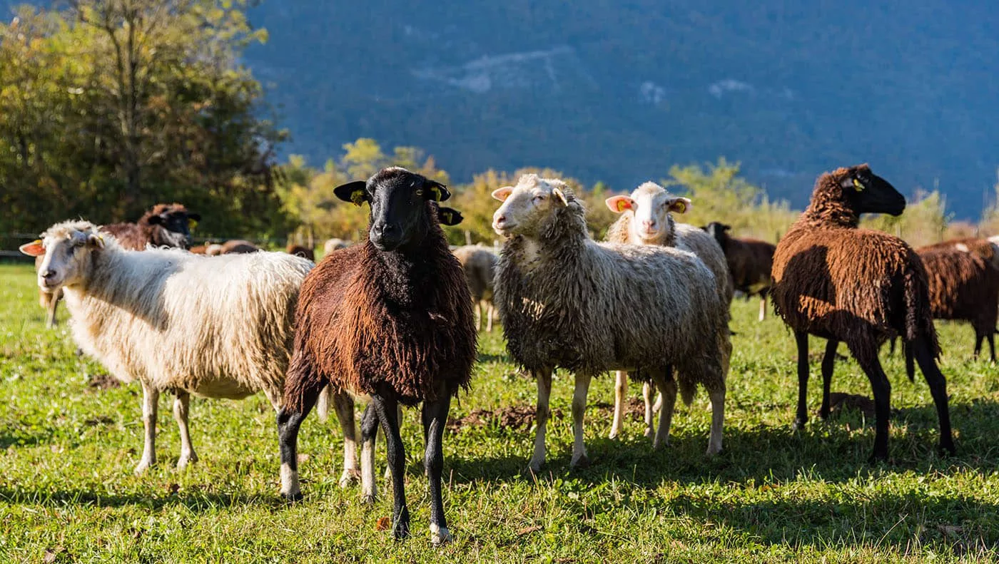 Навесные бирки на уши сельсхозживотных в ВКО оплатит государство