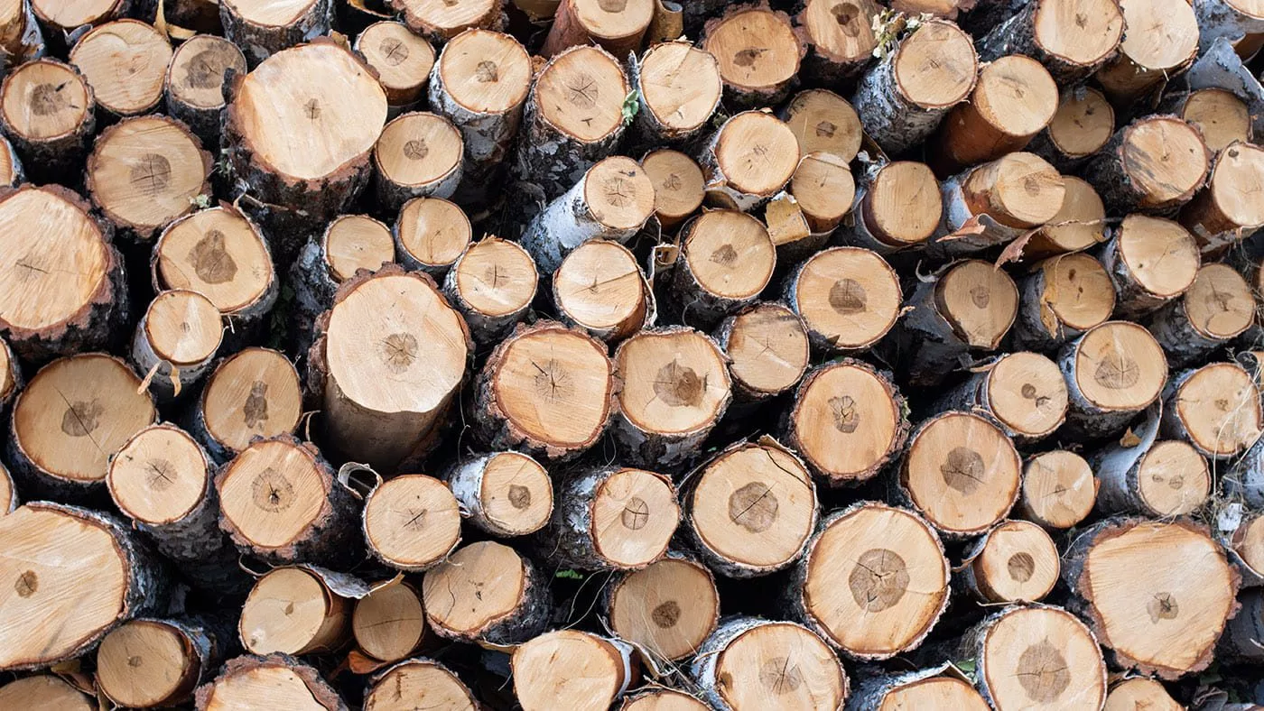 Ущерб от незаконной вырубки леса в ВКО превысил 19 миллионов тенге в этом году