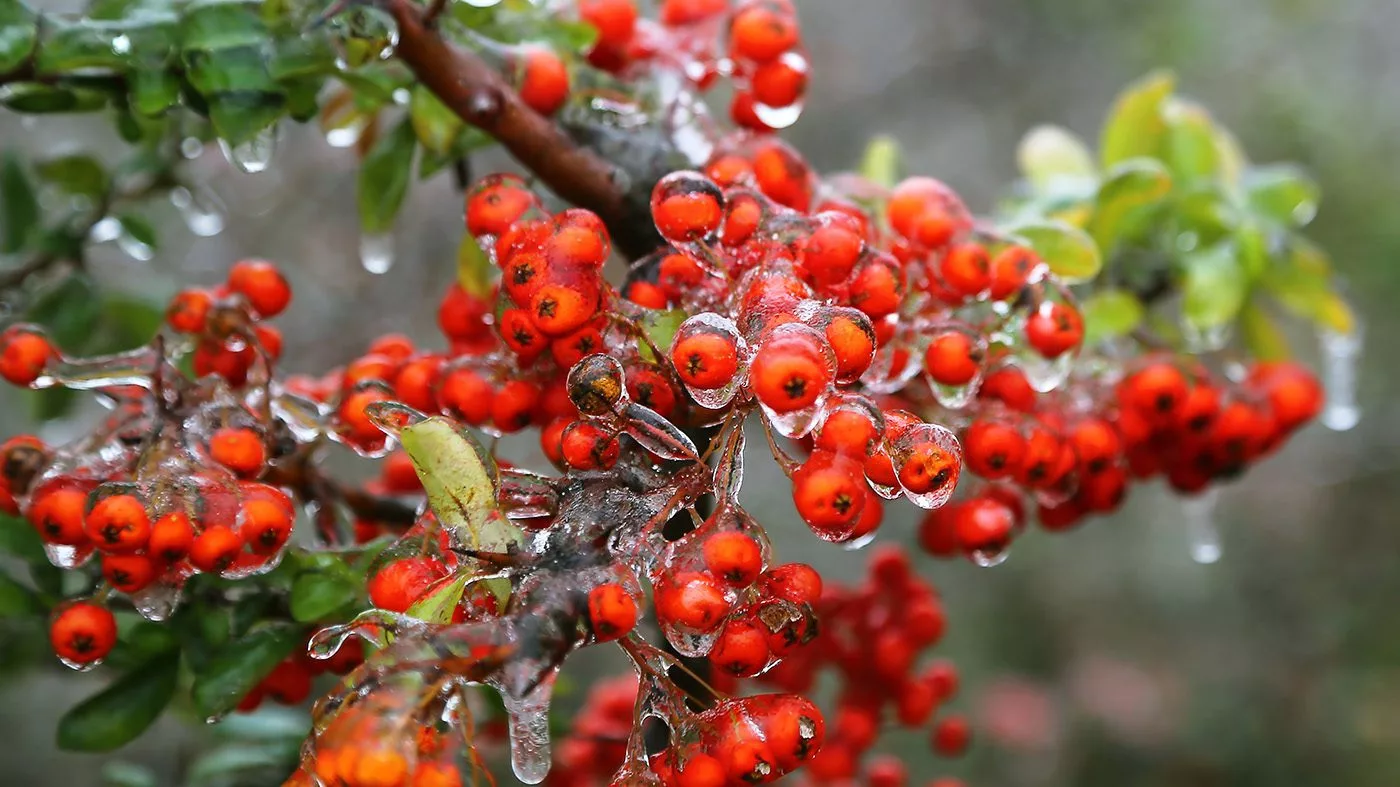 Снег с дождем прогнозируют в ВКО