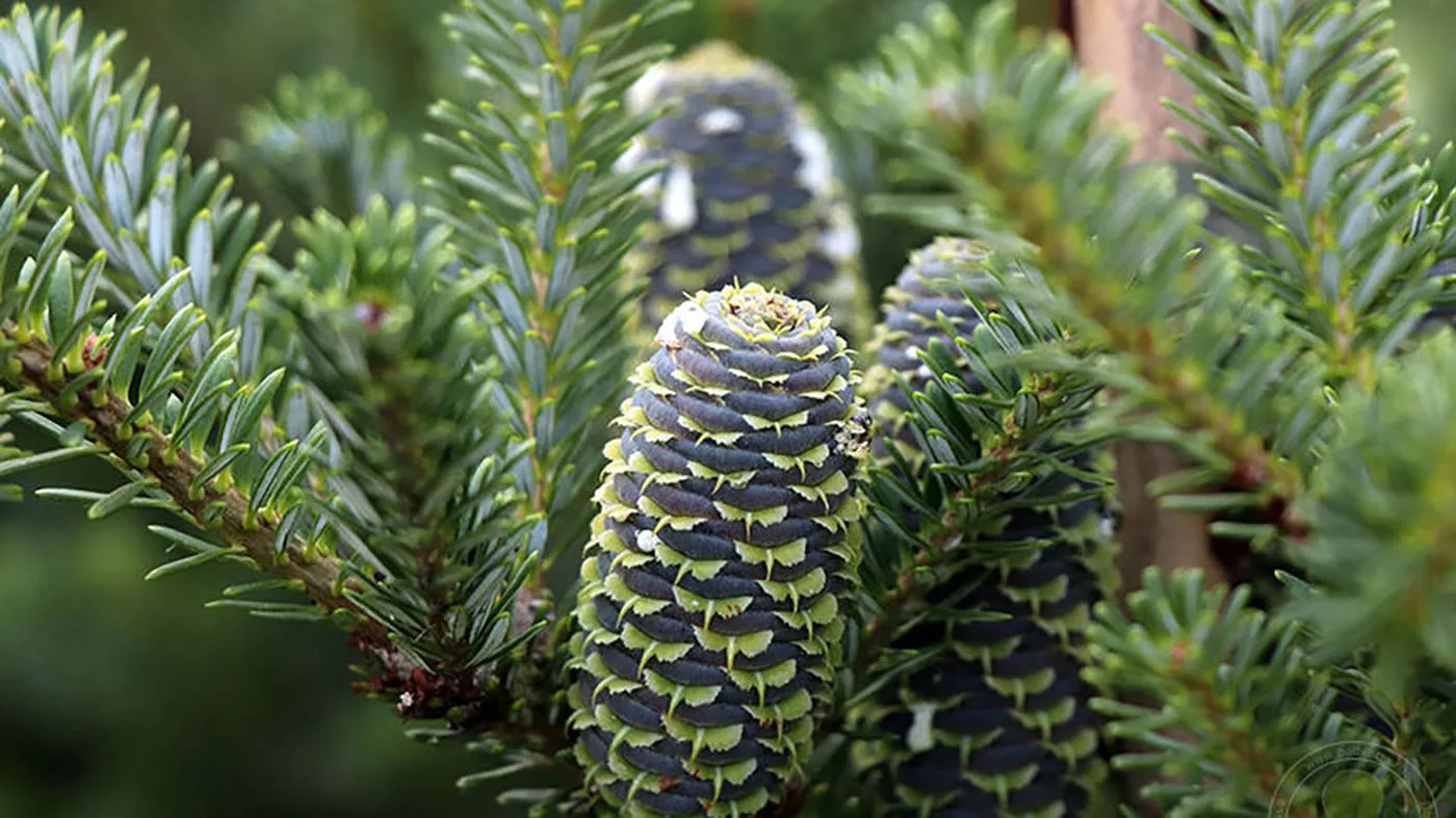 В ВКО введут запрет на проведение санитарных рубок в пихтовых насаждениях
