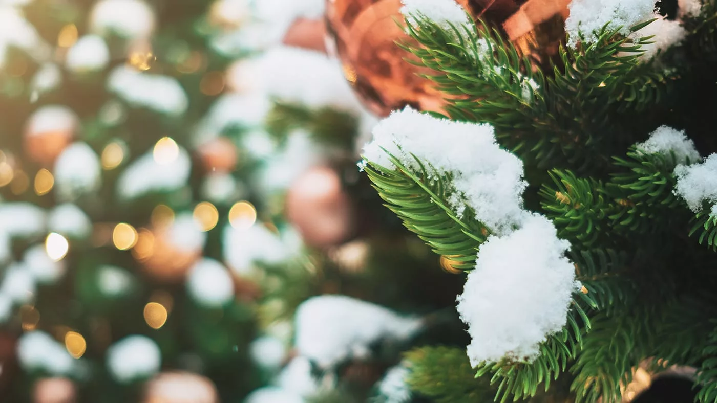 Весенняя погода ожидается в ВКО на новогодние праздники