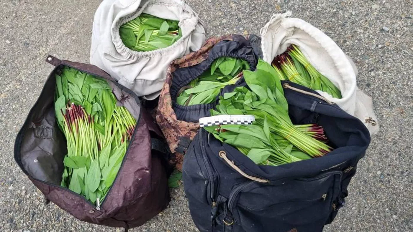 Три соболя, таймень, 4000 стеблей черемши. Полицейские ВКО регулярно выявляют нарушения природоохранного законодательства