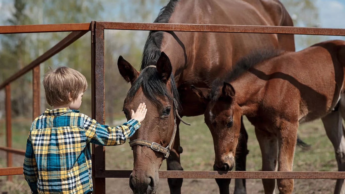 63 с половиной миллиона в ВКО потратят на комплекс услуг по иппотерапии и адаптивной верховой езде в этом году