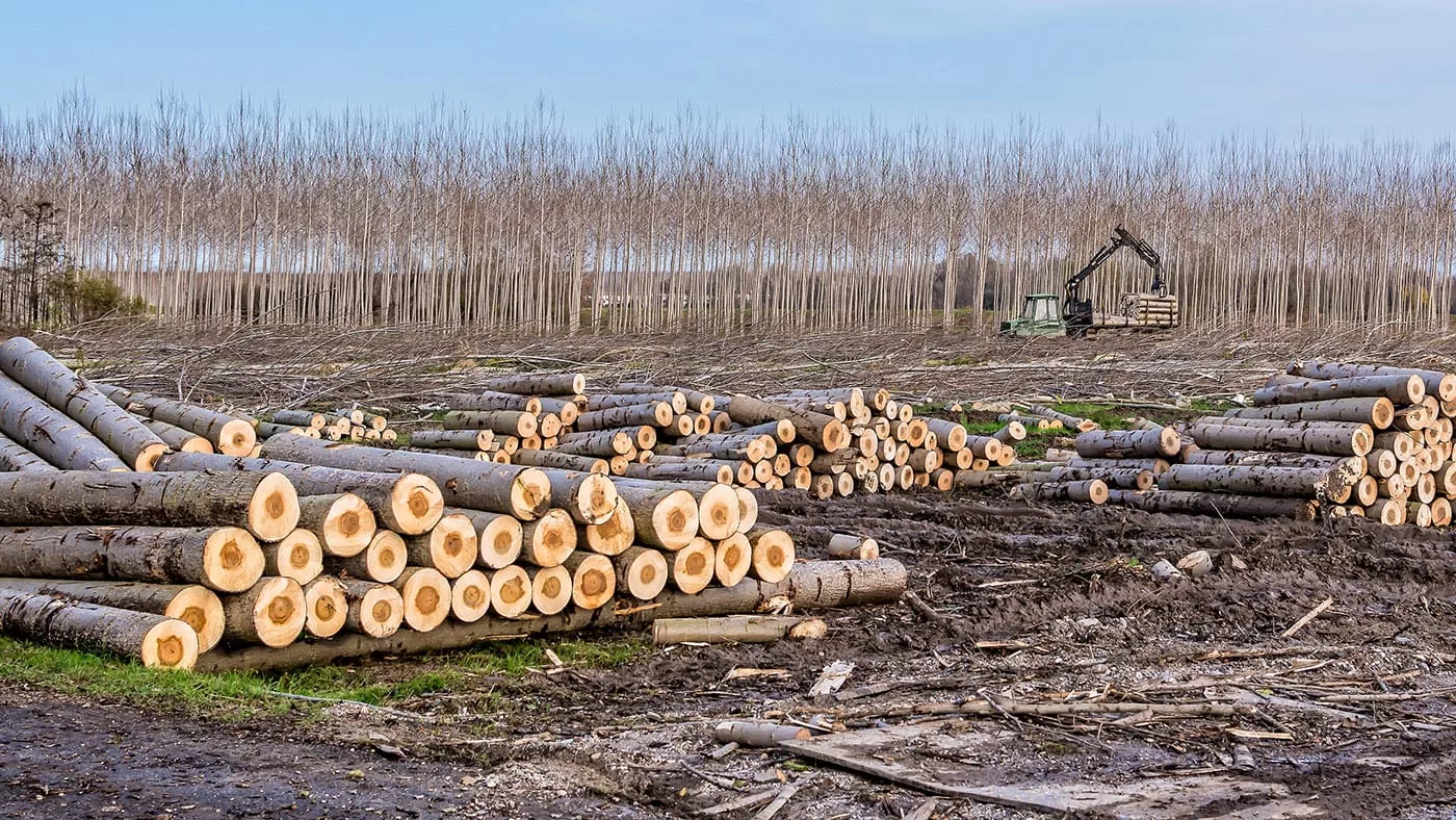 В ВКО не хватает кадров в сфере лесного хозяйства